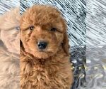 Puppy 6 Goldendoodle-Poodle (Miniature) Mix