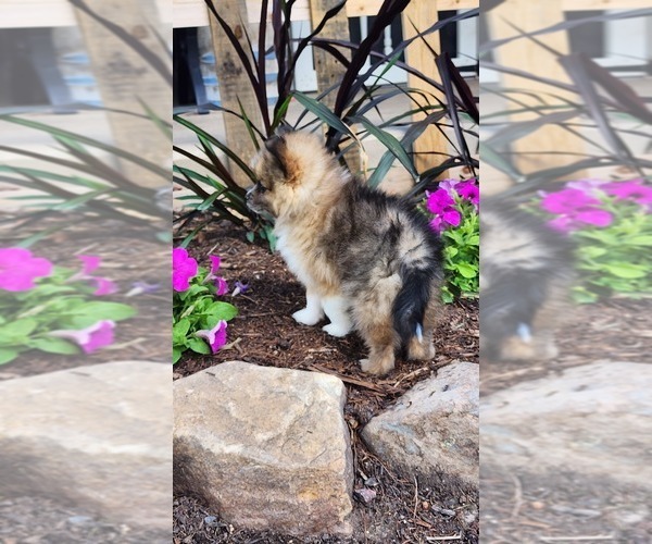 Medium Photo #5 Pomeranian Puppy For Sale in GREENWOOD, WI, USA