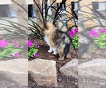Small Photo #24 Pomeranian Puppy For Sale in GREENWOOD, WI, USA