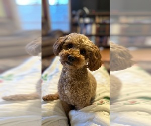 Father of the Goldendoodle mix (+ Poodle Miniature) puppies born on 03/30/2026