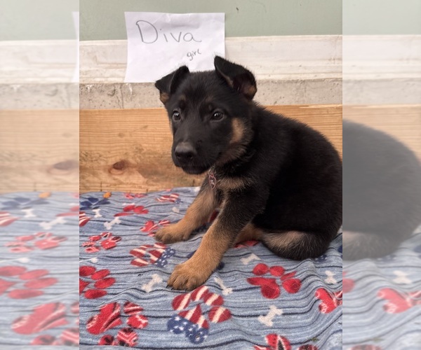 Medium Photo #1 German Shepherd Dog Puppy For Sale in FORT WAYNE, IN, USA