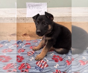 German Shepherd Dog Puppy for Sale in FORT WAYNE, Indiana USA