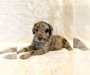Poodle (Standard) Puppy for sale in TROY, AL, USA