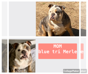 Mother of the Bulldog puppies born on 04/18/2022
