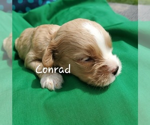 Cavapoo Puppy for sale in COLBY, WI, USA