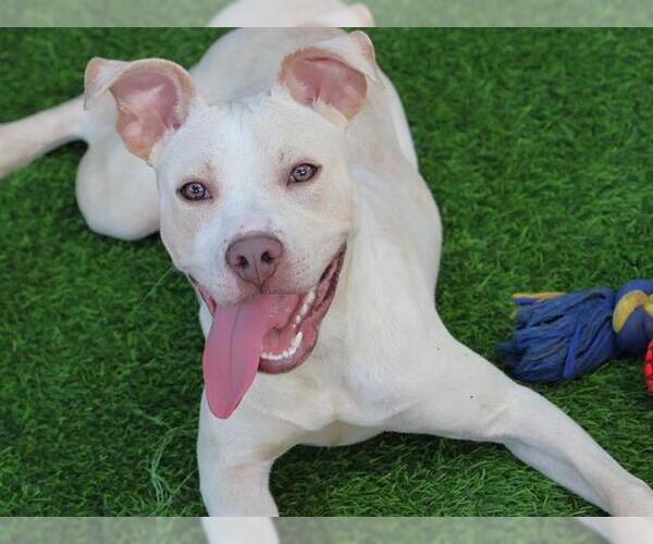 Medium Photo #1 American Staffordshire Terrier-Labrador Retriever Mix Puppy For Sale in Tallahassee, FL, USA