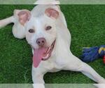PURE - Female American Staffordshire Terrier-Labrador Retriever Mix Dog for Adoption - Small photo