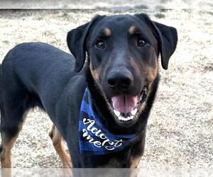 Doberman Pinscher-Golden Retriever Mix Dogs for adoption in Pueblo, CO, USA