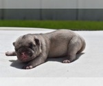 Small #5 Pug