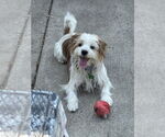Small #3 Lhasa Apso Mix