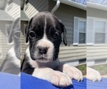 Small Photo #4 Boxer Puppy For Sale in CHATFIELD, MN, USA