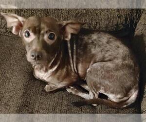 Chihuahua Dogs for adoption in San Antonio, TX, USA