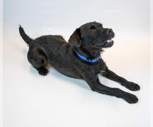 Medium Photo #8 Mutt Puppy For Sale in Kennesaw, GA, USA