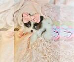 Small #17 Pomeranian