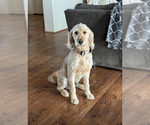 Small #15 Goldendoodle