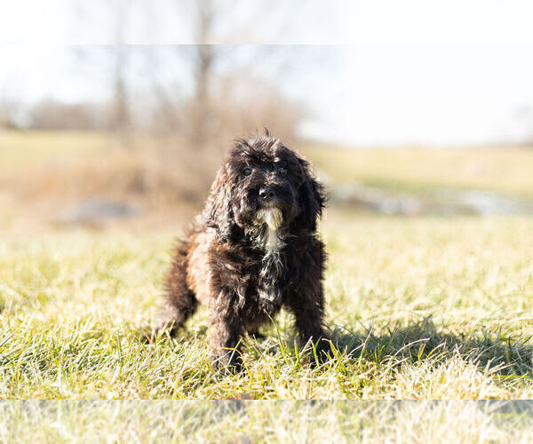 Medium Photo #4 Goldendoodle (Miniature) Puppy For Sale in WARSAW, IN, USA
