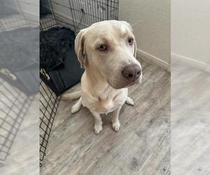 Labrador Retriever Dogs for adoption in San Antonio, TX, USA