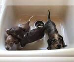 Small Photo #33 Dachshund Puppy For Sale in LAKEBAY, WA, USA