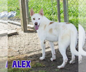 German Shepherd Dog-Unknown Mix Dogs for adoption in Livingston , LA, USA