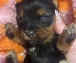 Puppy Bear Yorkshire Terrier