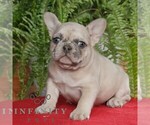 Small Photo #1 French Bulldog Puppy For Sale in RONKS, PA, USA