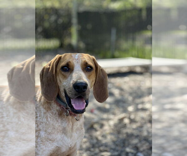 Medium Photo #1 Mutt Puppy For Sale in Elmsford, NY, USA