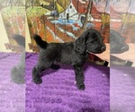 Image preview for Ad Listing. Nickname: Litter of 5