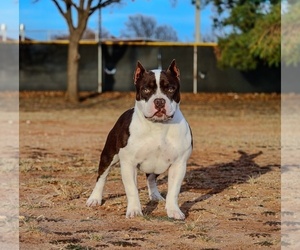 American Bully Puppy for sale in ABILENE, TX, USA