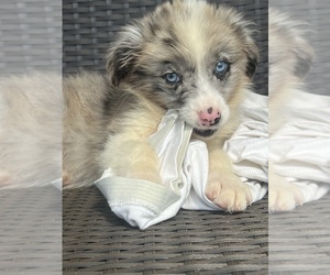 Australian Shepherd Puppy for sale in BEECH GROVE, IN, USA