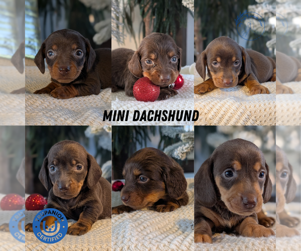Medium Photo #9 Dachshund Puppy For Sale in GOSHEN, IN, USA