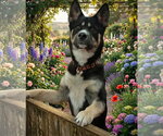 Small Gerberian Shepsky