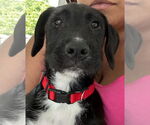 Small #1 Labrador Retriever Mix