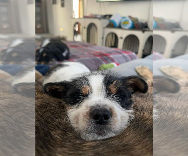 Medium Photo #1 Mutt Puppy For Sale in Rochester, NY, USA