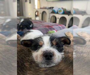 Mutt Dogs for adoption in Rochester, NY, USA