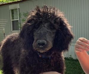 Labradoodle Puppy for Sale in VIENNA, Illinois USA