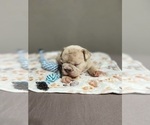 Small Photo #1 French Bulldog Puppy For Sale in GRIDLEY, CA, USA