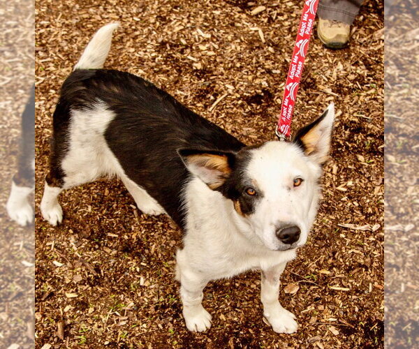 Medium Photo #2 Border Collie-Unknown Mix Puppy For Sale in Canton, CT, USA