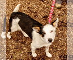 Small #1 Border Collie Mix