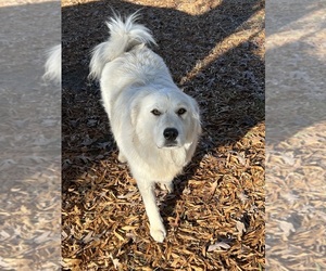 Great Pyrenees Dogs for adoption in CARTHAGE, NC, USA