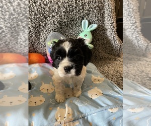 Havanese Puppy for sale in HOSFORD, FL, USA