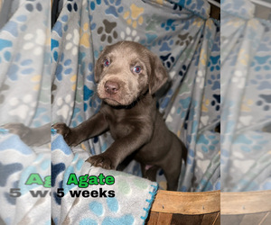 Labrador Retriever Puppy for sale in EAU CLAIRE, WI, USA