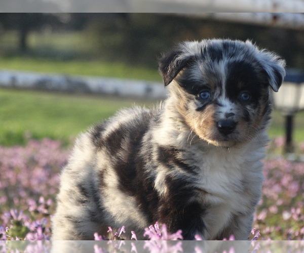 Medium Photo #8 Australian Shepherd Puppy For Sale in OZARK, AR, USA