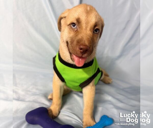 Medium Photo #1 Labrador Retriever-Unknown Mix Puppy For Sale in Washington, DC, USA