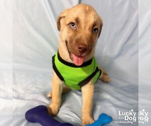 Labrador Retriever-Unknown Mix Dogs for adoption in Washington, DC, USA