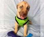 Small Labrador Retriever Mix