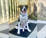 Small #5 Border Collie Mix