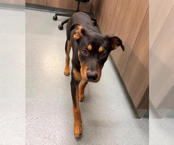 Medium Photo #1 Doberman Pinscher-Labrador Retriever Mix Puppy For Sale in Baytown, TX, USA