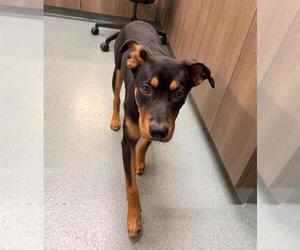 Doberman Pinscher-Labrador Retriever Mix Dogs for adoption in Baytown, TX, USA