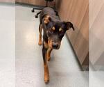 Small Doberman Pinscher-Labrador Retriever Mix