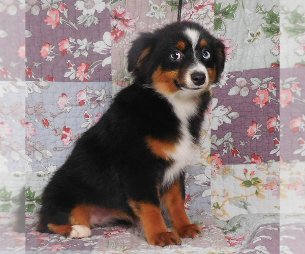 Medium Photo #10 Miniature Australian Shepherd Puppy For Sale in HARRISON, OH, USA